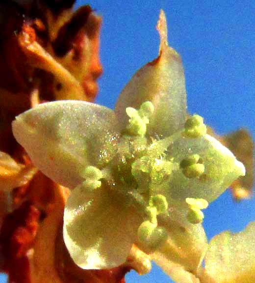 NEOMILLSPAUGHIA EMARGINATA, flower