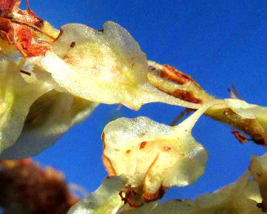 NEOMILLSPAUGHIA EMARGINATA, immature fruit