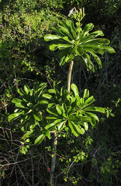 Frangipani, PLUMERIA OBTUSA