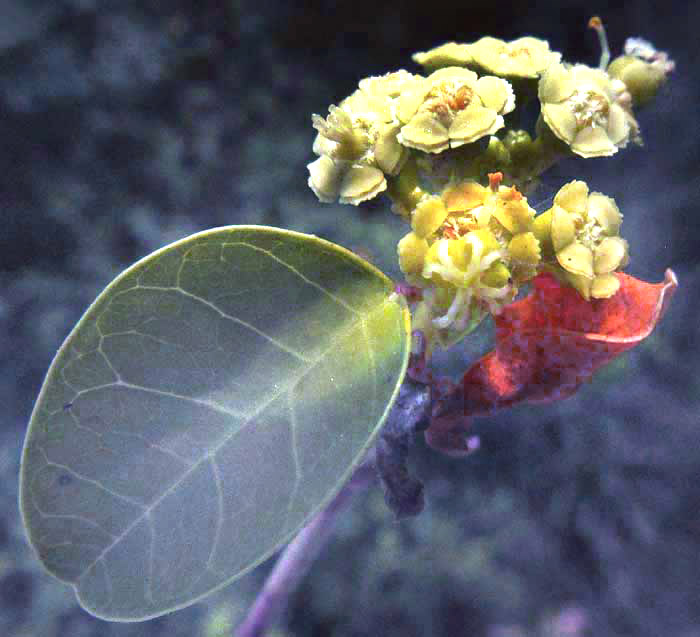  EUPHORBIA SCHLECHTENDALII, flowers & leaf