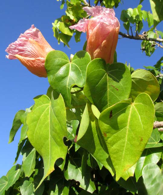 Portia Tree, THESPESIA POPULNEA, flowers & leaves
