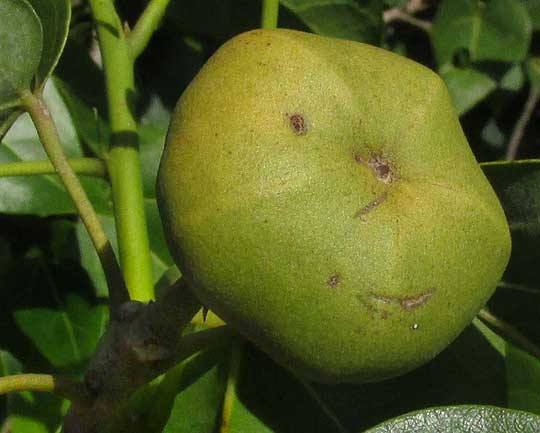 Portia Tree, THESPESIA POPULNEA, fruit