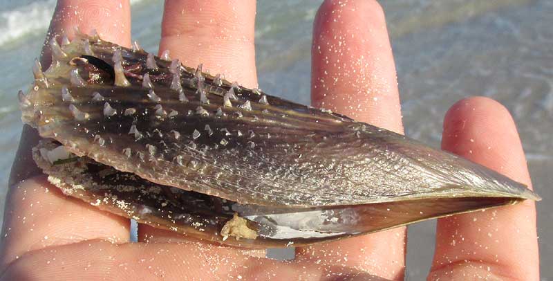 American Stiff Pen Shell (Atrina rigida Lightfoot, 1786): Byssal Threads