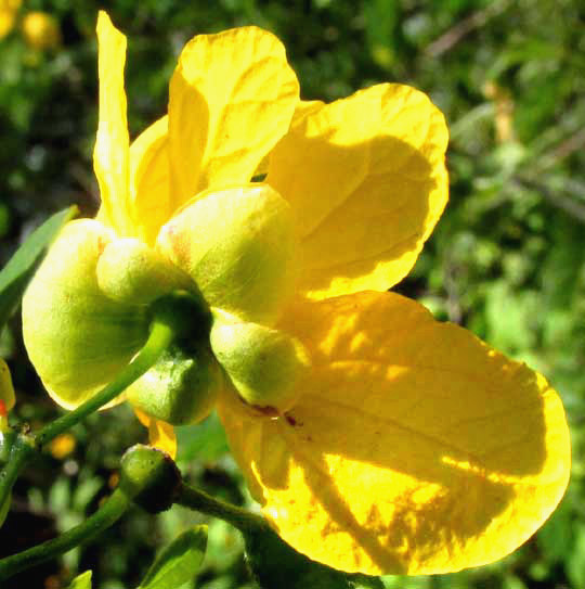 Twin-flowered Cassia, SENNA PALLIDA, sepals