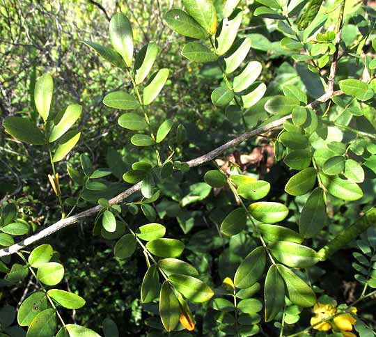 Twin-flowered Cassia, SENNA PALLIDA, leaves