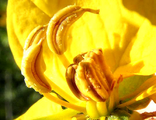 Twin-flowered Cassia, SENNA PALLIDA, anthers with appendages