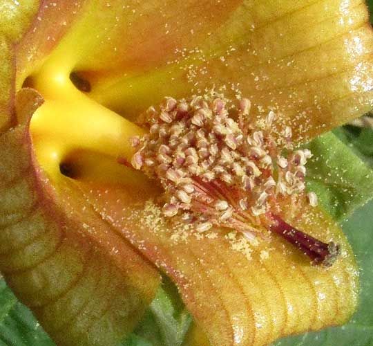 Congo Mahoe, HIBISCUS CLYPEATUS, flower showing tilted staminal column