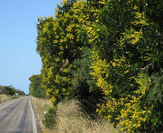 Mareña, CAESALPINIA VESICARIA, roadside