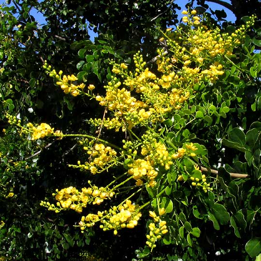 Mareña, CAESALPINIA VESICARIA, racemes