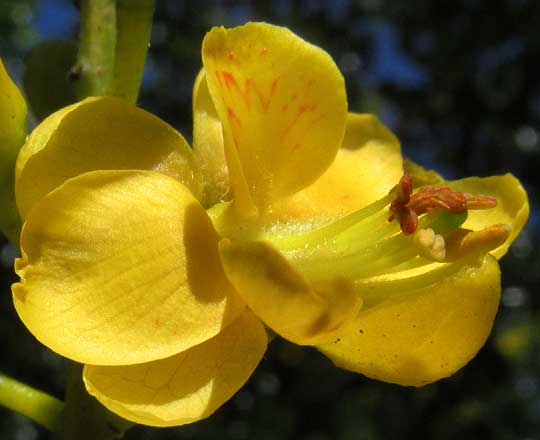 Mareña, CAESALPINIA VESICARIA, flower