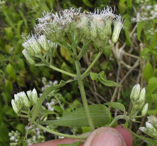  Black Mangrove, AVICENNIA GERMINANS, inflorescence