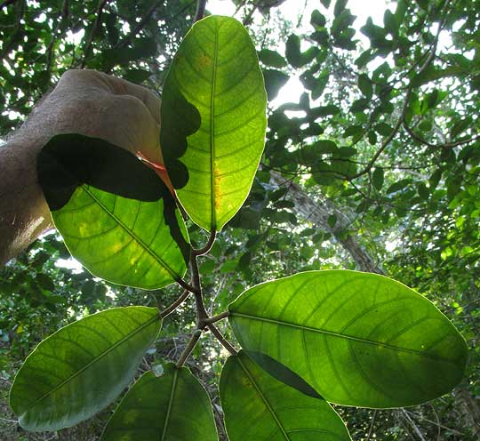 FICUS MAXIMA, leaves