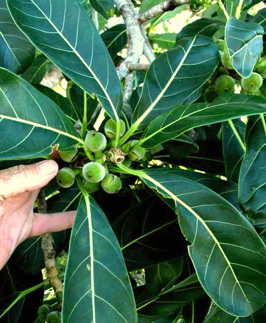 FICUS OBTUSIFOLIA, leaves and immature fruits