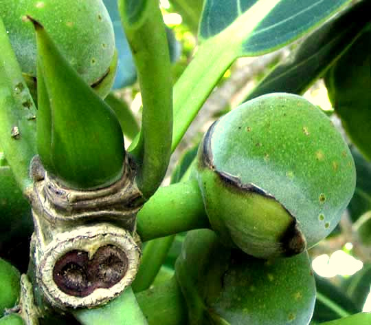 FICUS OBTUSIFOLIA, fig with bracts, terminal bud, pedicle scar