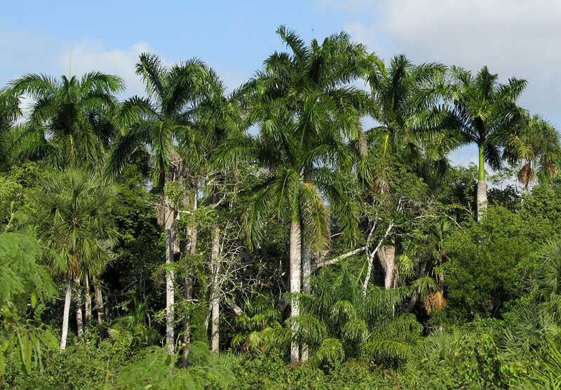 Royal Palm, ROYSTONEA REGIA