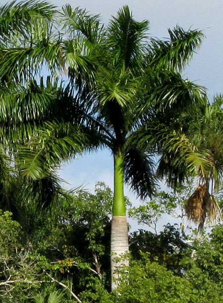 Royal Palm, ROYSTONEA REGIA