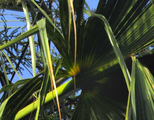 SABAL MAURITIIFORMIS, costapalmate frond