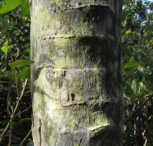 SABAL MAURITIIFORMIS, trunk