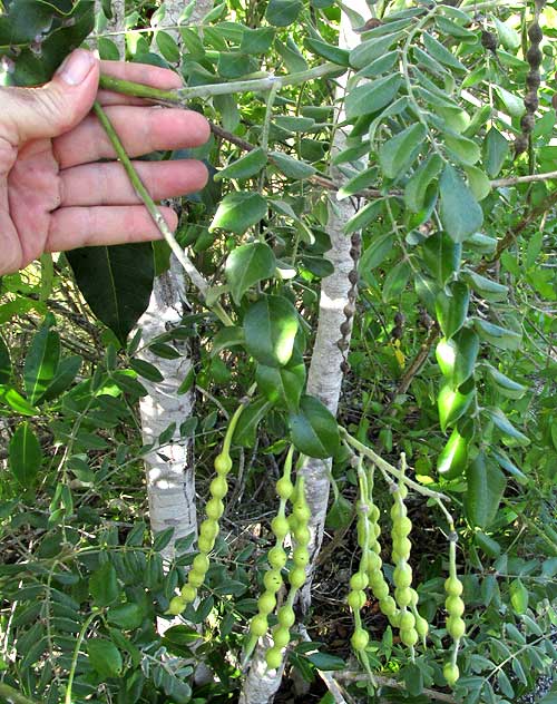 Necklacepod, SOPHORA TOMENTOSA, legumes