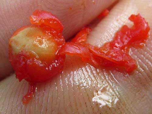 Palo de Caja, ALLOPHYLLUS COMINIA, fruit with seed exposed