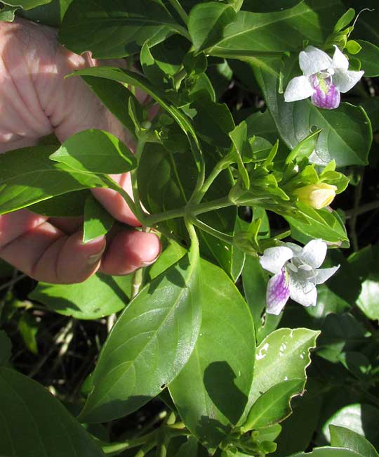 BRAVAISIA BERLANDIERIANA, leaves & flowers