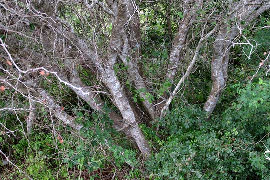 Pringle Acacia, VACHELLIA [ACACIA] PRINGLEI, trunks