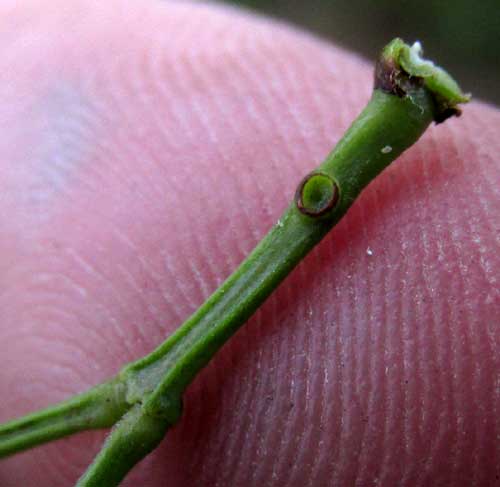 Pringle Acacia, VACHELLIA [ACACIA] PRINGLEI, petiole with gland