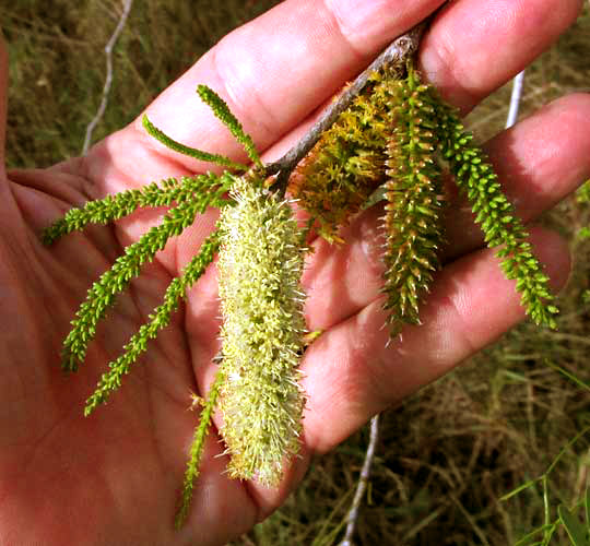 Mesquite, PROSOPIS JULIFLORA, racemes