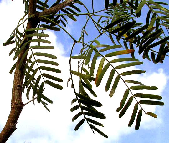 Mesquite, PROSOPIS JULIFLORA, leaves