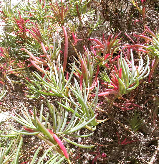 Seablite, SUAEDA LINEARIS, stems & succulent leaves