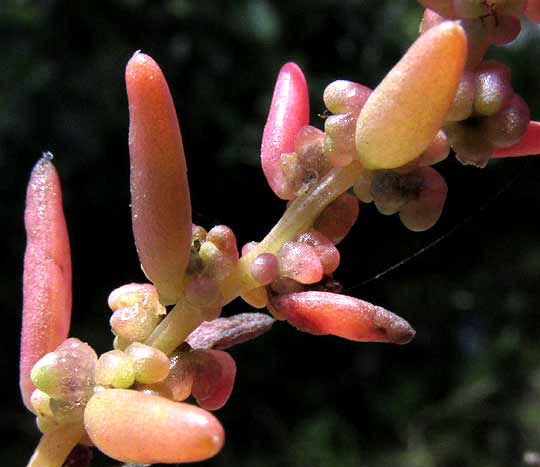 Seablite, SUAEDA LINEARIS, succulent leaves & flowers