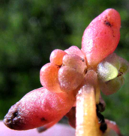 Seablite, SUAEDA LINEARIS, flower