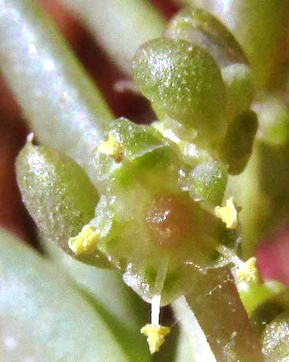 Seablite, SUAEDA LINEARIS, flower with stamens