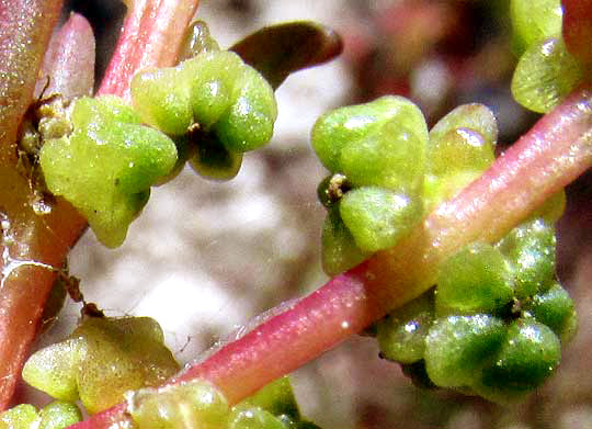 Seablite, SUAEDA LINEARIS, immature fruits