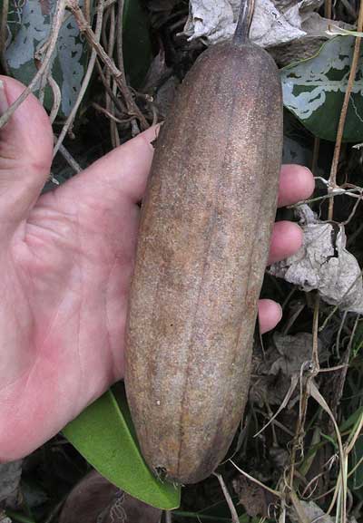 LUFFA CYLINDRICA, gourd