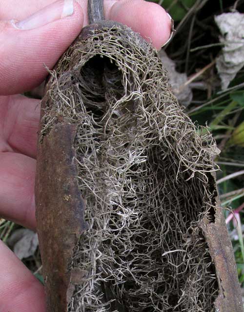 LUFFA CYLINDRICA, gourd fibers