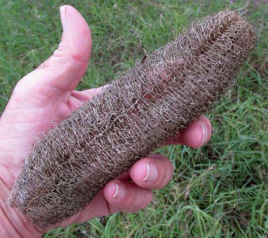 LUFFA CYLINDRICA, gourd