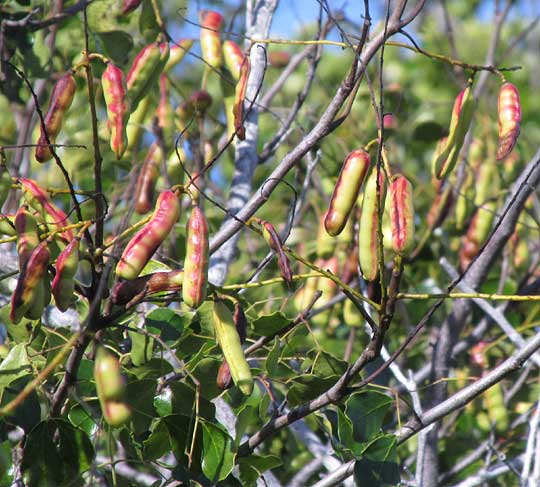 Mareña, CAESALPINIA VESICARIA, legumes