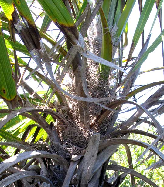 Thatch Palm, THRINAX RADIATA, petiole bases