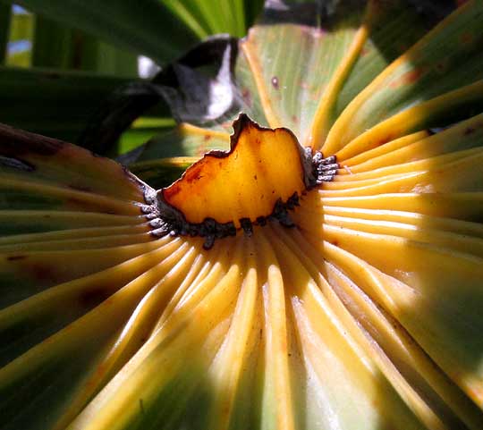 Thatch Palm, THRINAX RADIATA, hastula