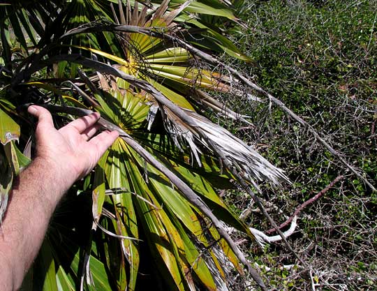 Thatch Palm, THRINAX RADIATA, old fruiting head