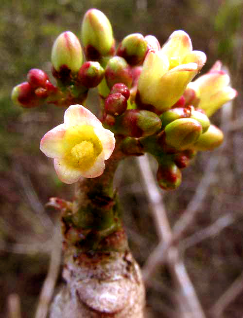 Pomol Ché, JATROPHA GAUMERI, flowers