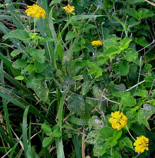 LANTANA CAMARA var. flava