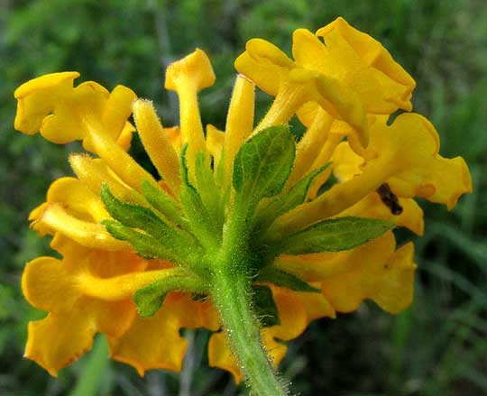 LANTANA CAMARA, var flava, yellow flowers & bracts