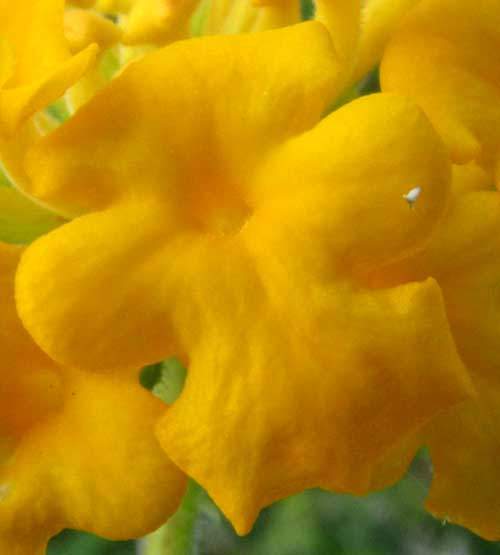 LANTANA CAMARA var flava, flower face