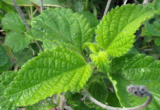 LANTANA CAMARA var flava, leaves