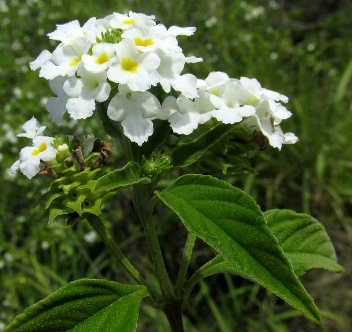 Wild Oregano, LIPPIA GRAVEOLENS, flowers & leaves