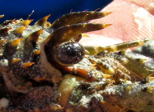 Smoothtail Spiny Lobster, PANULIRUS LAEVICAUDA, head