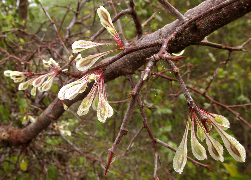 PODOPTERUS MEXICANUS, fruits