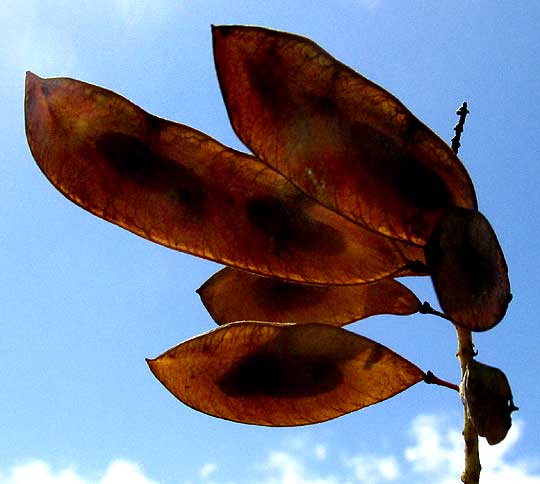 Logwood, HAEMATOXYLUM CAMPECHIANUM, legumes showing beans inside